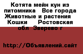 Котята мейн-кун из питомника - Все города Животные и растения » Кошки   . Ростовская обл.,Зверево г.